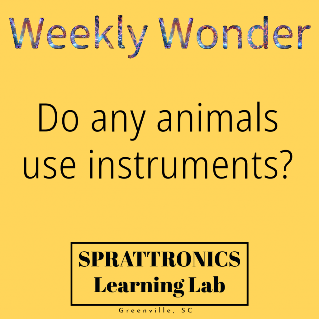 Question: Do animals use instruments?